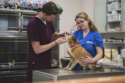 Klinika Weterynaryjna Arka